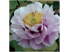 4606500499564 ������� ���� 1-2 ������ 239,27 �..png