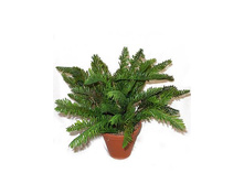 ��33/171 - 584 - ������ 25%