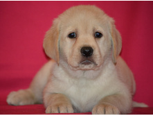 ������� �� ����������� ������ 45 ���� - ��������