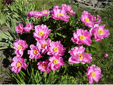 ���������� ����*