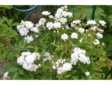 ���� ������ �� ���.JPG