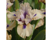 Tickety Boo-6,34.jpg