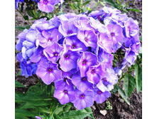 ����������� ������� -195�.jpg