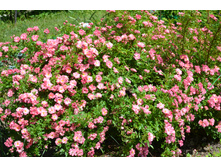 ���� �����.JPG