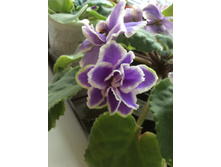 ������ ������