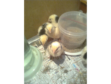 ��������� 4 ���.jpg