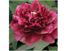 4606500499595 �������� ���� 1-2 ������ 239,27 �..png