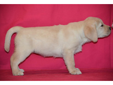 �������� �� ����������� ������ 45 ���� - ��������