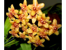Hoya flavida - ������ �������� ...
