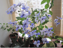 ���� �����������.JPG