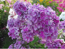 ����� ���������� -195�.jpg