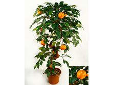 �� 100/�2/24� - 3233