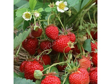 ��������� �������, 50���..jpeg