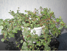 ��������� �������