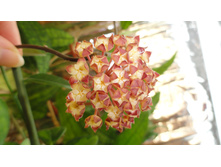 Hoya Finlaysonii long .... ��� � ���� ����� ...