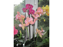 ���������