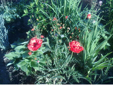 ����, ��������_01.06.14.jpg