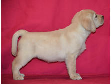 �������� �� ����������� ������ 45 ���� - ��������