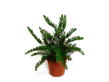 �35/171 - 455 - ������ 25%