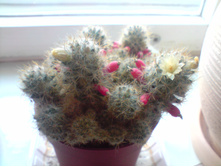 ������ ����������