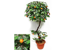 �� 100/38 - 2500