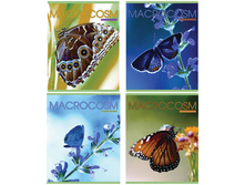 ������� 40�. �5 ����� Macro  12,28.jpg