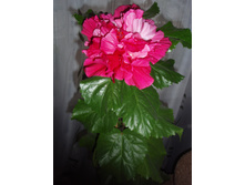 �������� Pin� Boguet