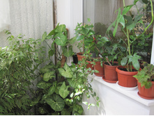 ����-���� ������