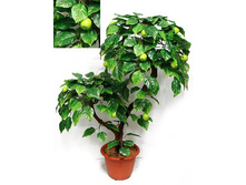 �� 95/2�/44 - 2750