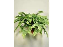 �35/60 - 355 - ������ 25%