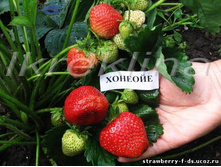 ��������� ������� (�����) 50���..jpg