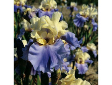 Haut Les Voiles-5,27