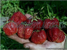 ��������� ����������, 50���..jpg