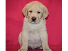 ������ �� ����������� ������ 45 ���� - ��������