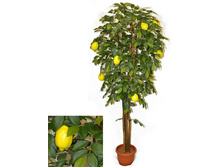 180/���/20� - 5780