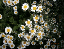 ������� ������ 50