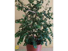 ����- ������ �������� �������� .....