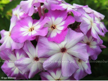 ������ ������ -195�.JPG