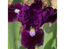 Wish Upon A Star-5,49.jpg