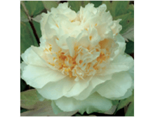 4606500499588 ������ ����� 1-2 ������ 239,27 �..png