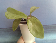 Hoya Carnosa "Grey Ghost"
