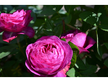 ���� �����.JPG