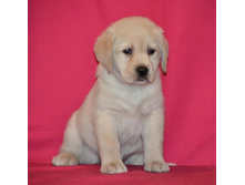 ������� �� ����������� ������ 45 ���� - ��������