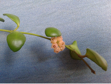 H. heuschkeliana ������