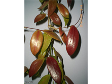 Hoya flavida - ������ ������� �� ������ ..