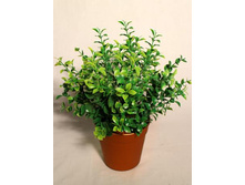 ��36/154-1 - 239