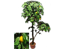 160/�/20� - 3520