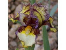 Banded Tiger-5,07.jpg