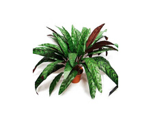 �45/35 - 630 - ������ 25%