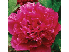 4606500091317 ������ ����� 2-3 ������ 399,41 �..png